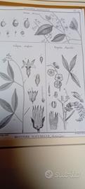 Antica stampa di botanica originale 1700