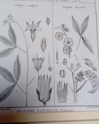 Antica stampa di botanica originale 1700