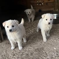 Tre cuccioli taglia media in ADOZIONE