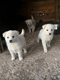 Tre cuccioli taglia media in ADOZIONE