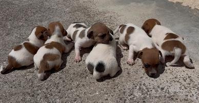 Cuccioli di Jack Russell