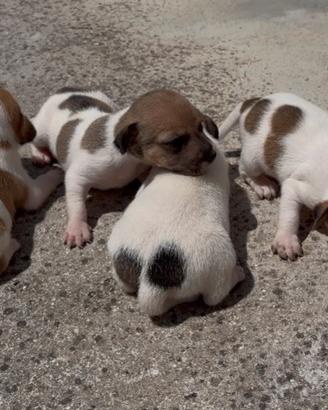 Cuccioli di Jack Russell