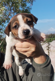 JACK RUSSELL cucciolo ( maschio)