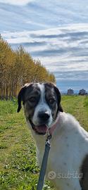 Cane femmina 21 mesi