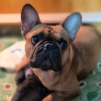 Bulldog francese