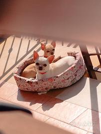 Chihuahua bianca