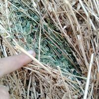 Foraggio erba medica 2 taglio