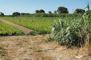 Terreno agricolo