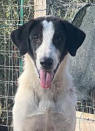 Cucciolone maschio in ADOZIONE