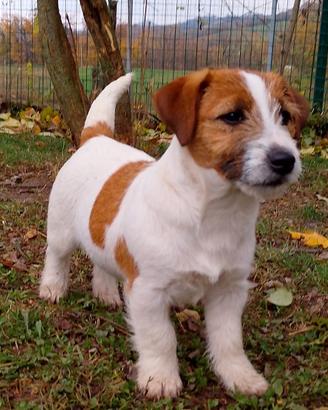 Jack Russell