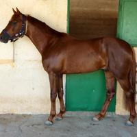 Puledro Sella italiano di salto ostacoli 2023