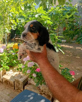 Setter inglesi