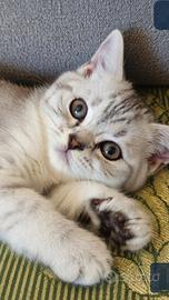 Gattine Scottish Tabby
