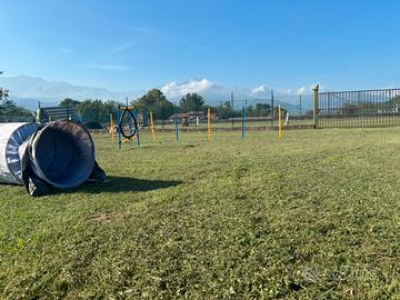 Orto, spazio verde, cinofilo, relax