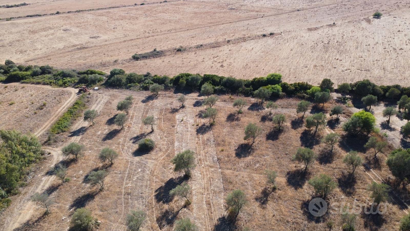 Terreno agricolo con uliveto - agro di sassari - Vista 4