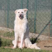 Adotta dolocissima YAMA in canile fin da cucciola