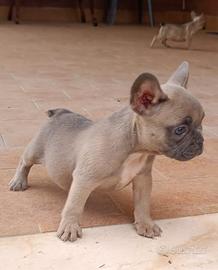 Bulldog francese blu fraw