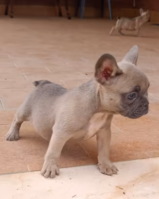 Bulldog francese blu fraw