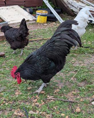 Galli australorp