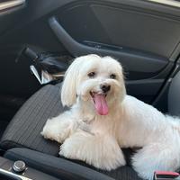 Maltese maschio per monta
