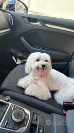 Maltese maschio per monta