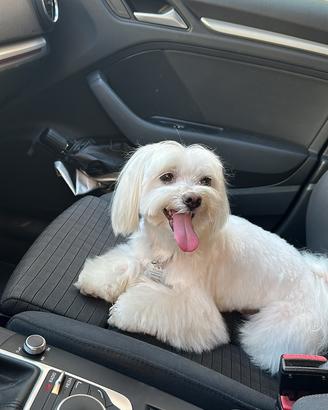Maltese maschio per monta