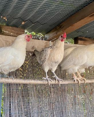 Galline e gallinelle