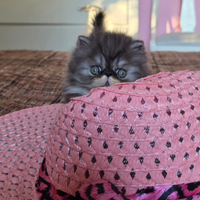 Cuccioli di razza persiana