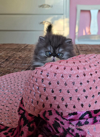 Cuccioli di razza persiana