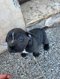 Cuccioli di cane corso 3 maschi e una femmina