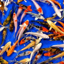 Carpe Koi Coloratissime per Laghetto