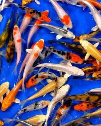 Carpe Koi Coloratissime per Laghetto