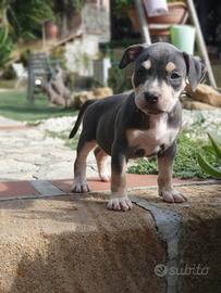 Pitbull tricolor