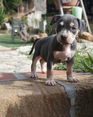 Pitbull tricolor