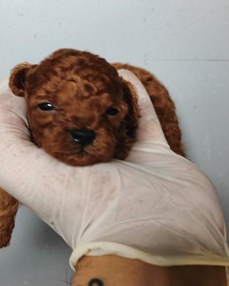 Barboncino Toy Red con pedigree enci