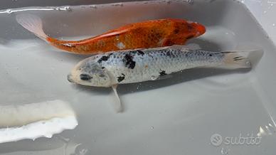 Carpe koi