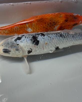 Carpe koi