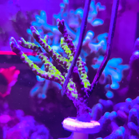 Anacropora forbesi
