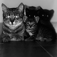 Regalami gattini