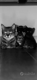 Regalami gattini