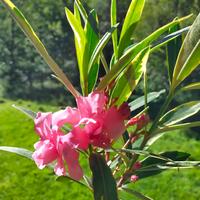 Oleandri Foglia variegata striato fiore qua