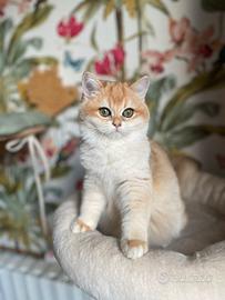 British Shorthair