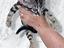 Immagine 2