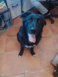 Cane simil pastore tedesco