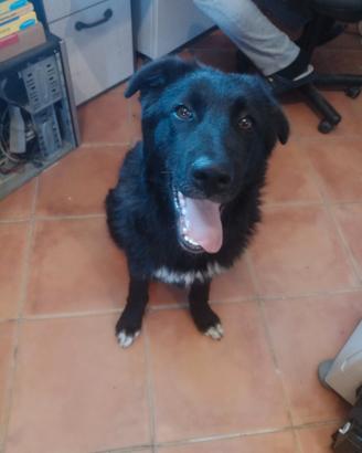 Cane simil pastore tedesco
