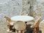 Immagine 1