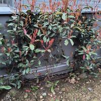 photinia 23 piante 