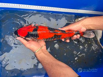 Carpe koi Giapponesi