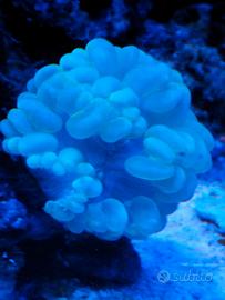 Coralli anemoni pesci