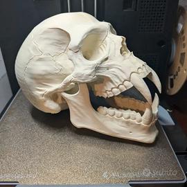 Teschio Vampiro